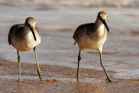 Two shorebirds