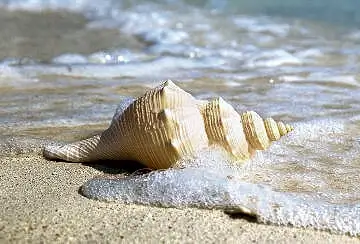 Great shelling opportunites on the Outer Banks 