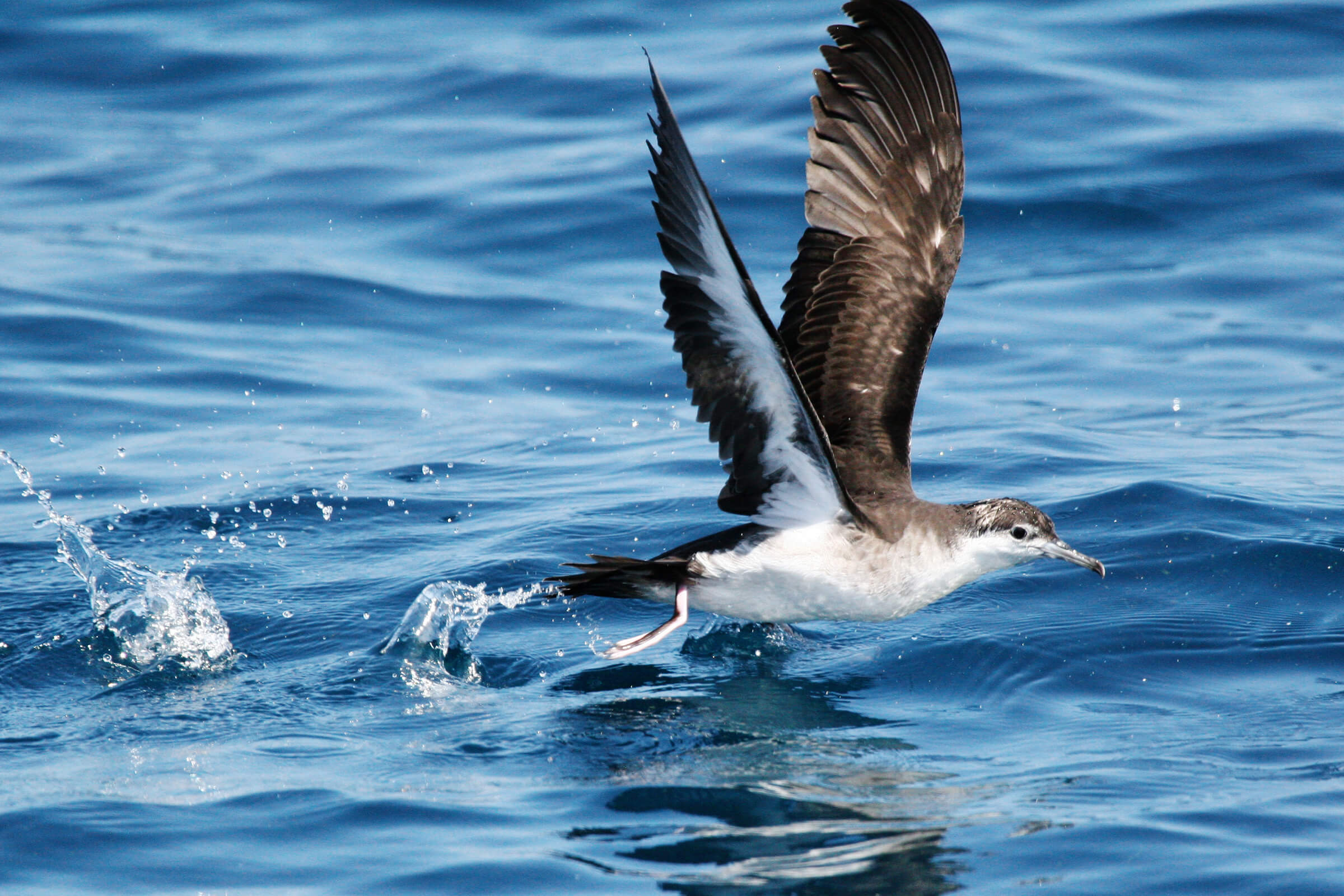 Pelagic bird