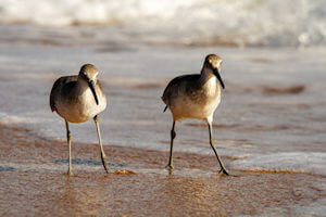Willets foraging on an Avon beach.